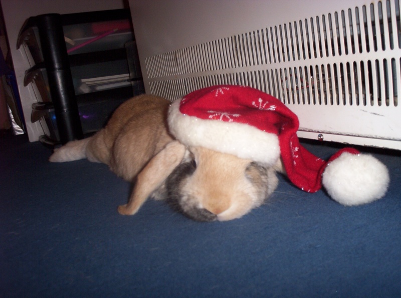 Hoppy christmas <3.....Still here, just been really busy :/ 100_1019