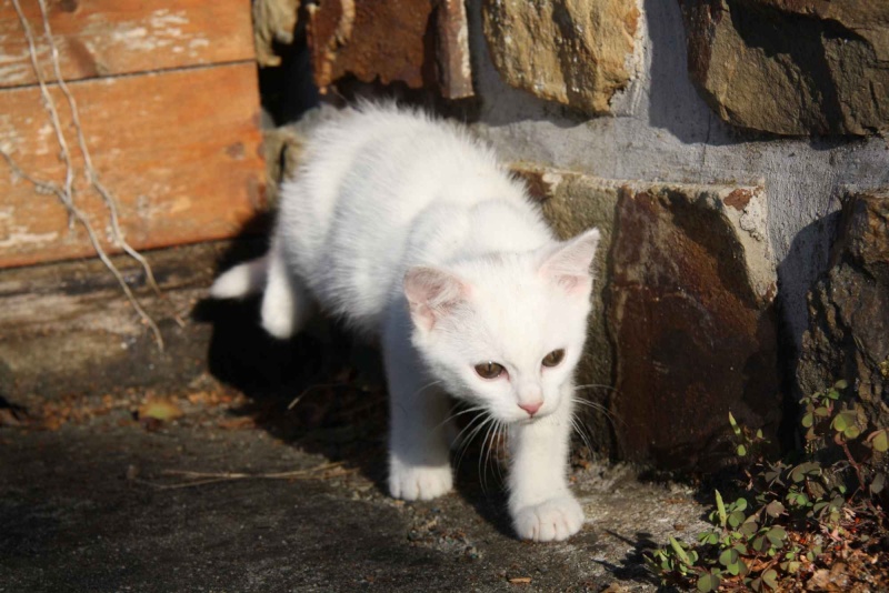 chats & chatons "oubliés"...  Chaton12