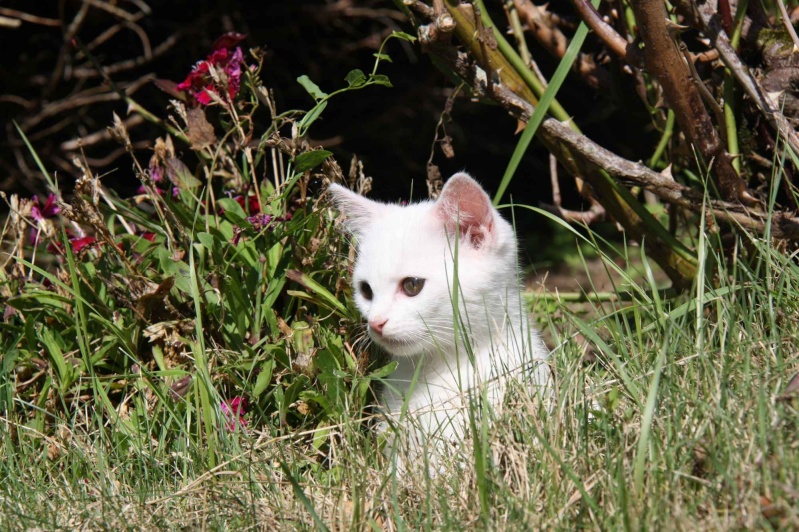 chats & chatons "oubliés"...  Chaton13