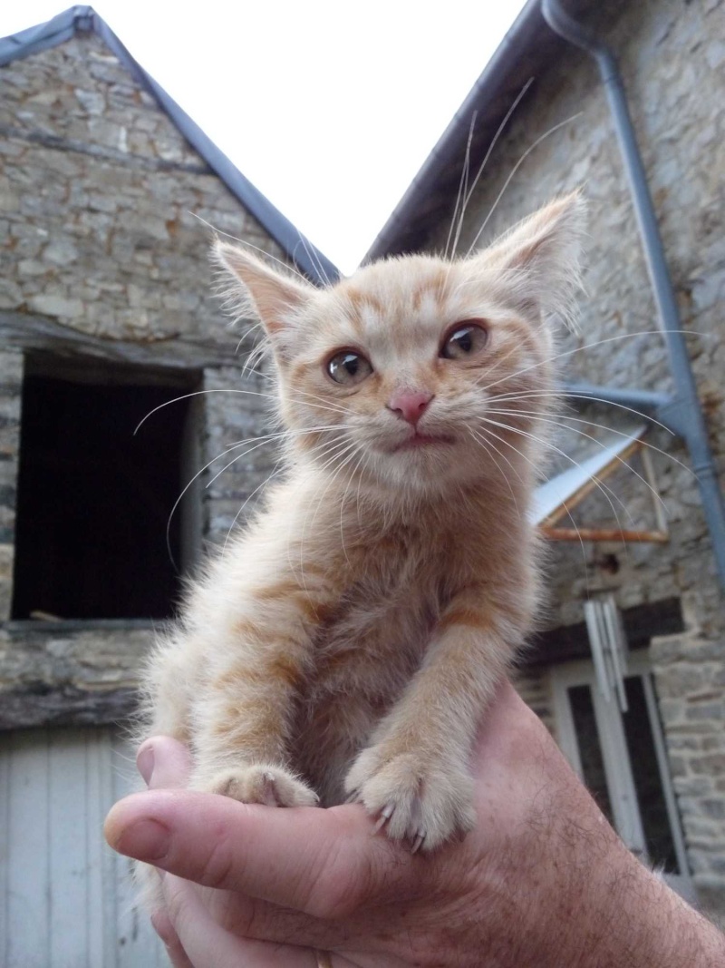 Encore un... chaton !! P1150924