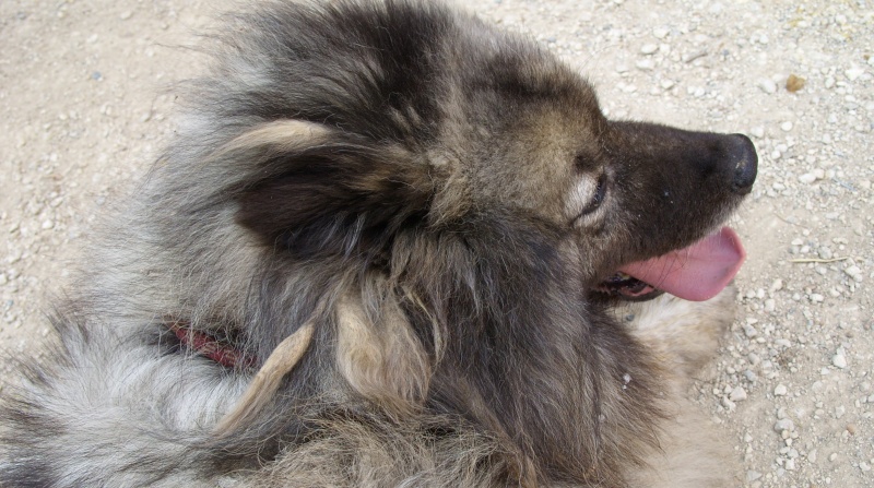 Belle, Keeshond (spitz loup), 9 ans (SPA de Poitiers (86)) ADOPTEE Ss851311