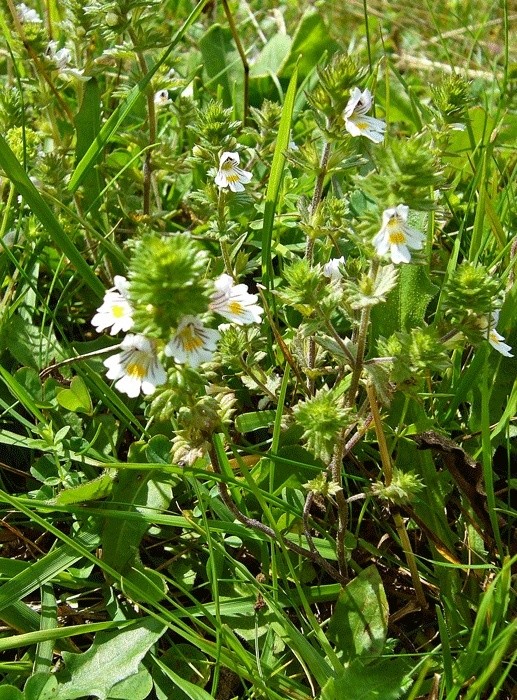 deux plantes de Panský diel (Šachtičky, Basses Tatras, Slovaquie) P1200811