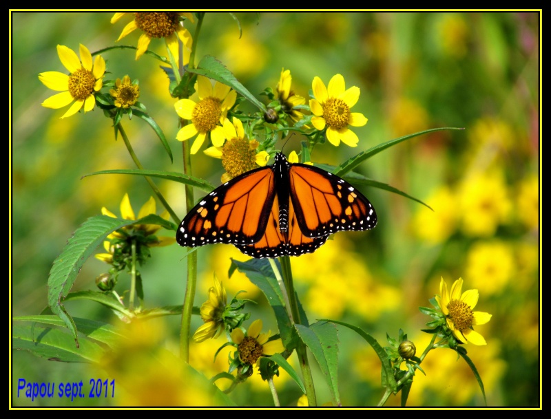 La beauté de ce Monarch... Papou130