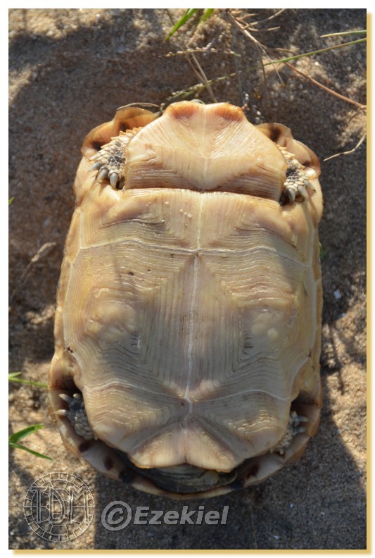 Regroupement photo: biotopes naturels & tortues sauvages  1anaka27