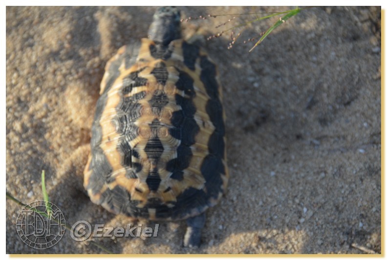 Regroupement photo: biotopes naturels & tortues sauvages  1anaka39