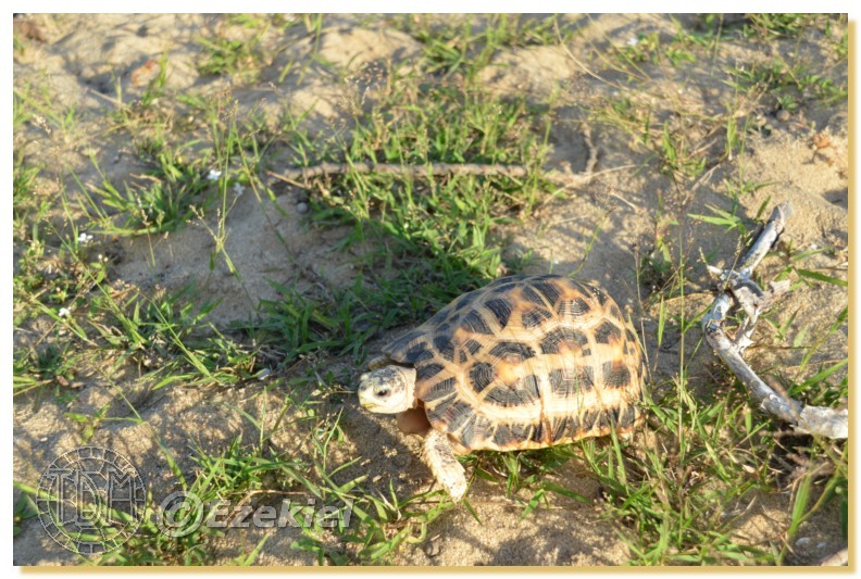 Regroupement photo: biotopes naturels & tortues sauvages  1anaka44