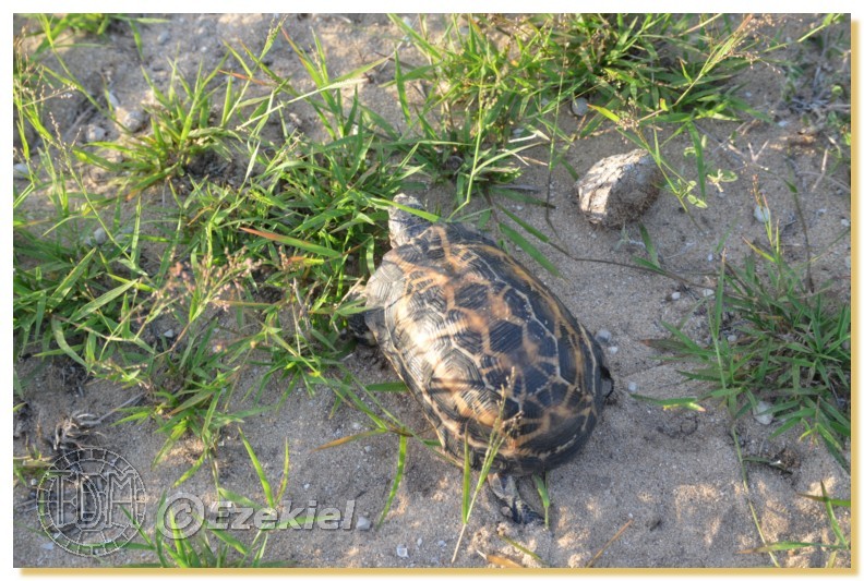 Regroupement photo: biotopes naturels & tortues sauvages  1anaka50