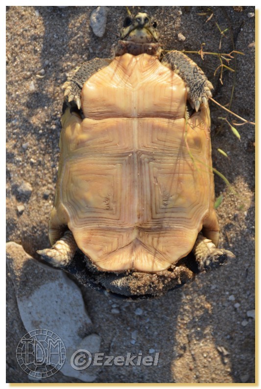 Regroupement photo: biotopes naturels & tortues sauvages  1anaka54
