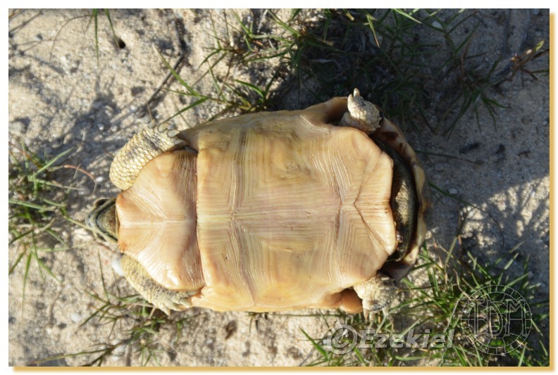 Regroupement photo: biotopes naturels & tortues sauvages  2anaka34
