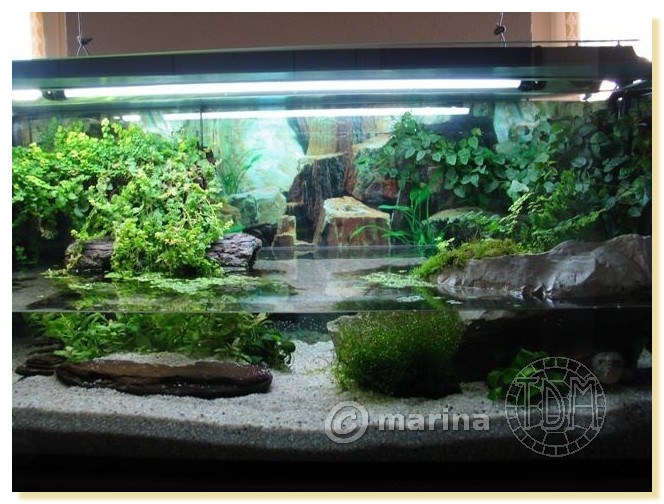 Exemples d'aquariums pour tortues aquatiques Amari010
