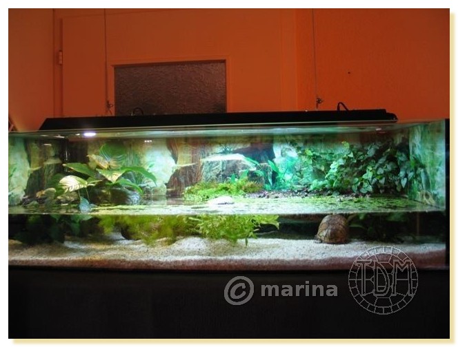 Exemples d'aquariums pour tortues aquatiques Amari011