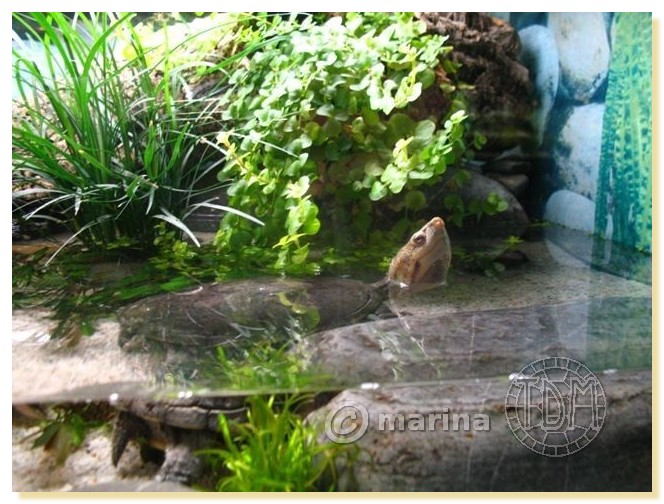 Exemples d'aquariums pour tortues aquatiques Amari012