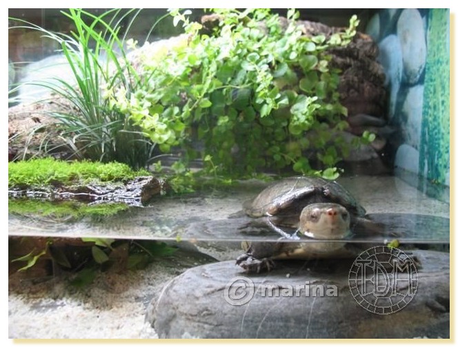 Exemples d'aquariums pour tortues aquatiques Amari013