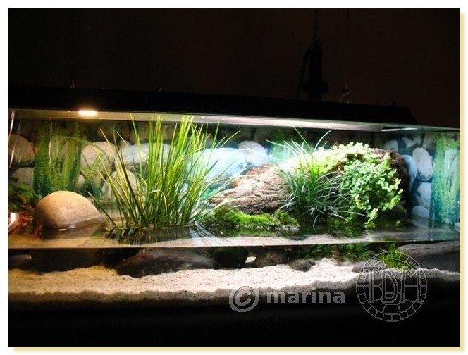 Exemples d'aquariums pour tortues aquatiques Amari014