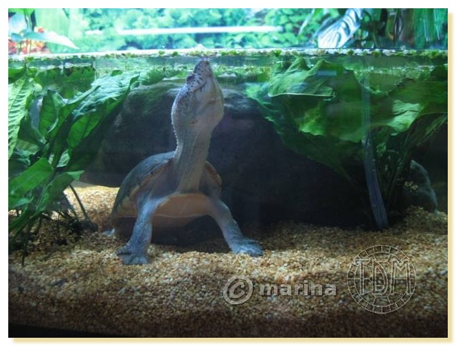 Exemples d'aquariums pour tortues aquatiques Amari016