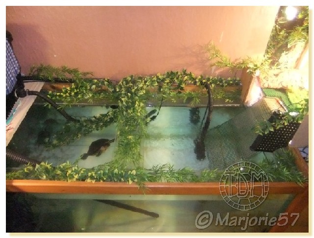 Exemples d'aquariums pour tortues aquatiques Amarj013