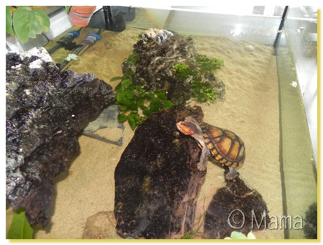 Exemples d'aquariums pour tortues aquatiques Anubia10