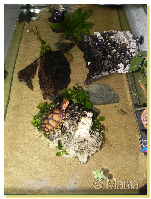 Exemples d'aquariums pour tortues aquatiques Anubia11