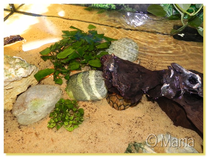 Exemples d'aquariums pour tortues aquatiques Anubia13