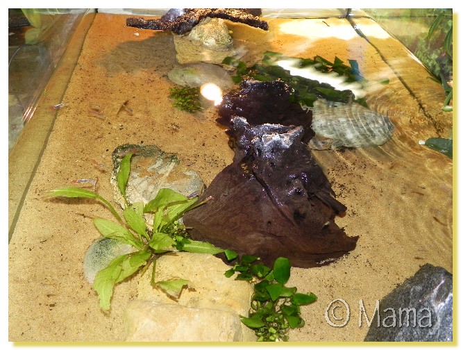 Exemples d'aquariums pour tortues aquatiques Anubia15