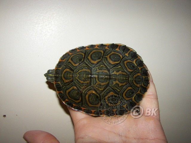 Trachemys emolli Bkemol11