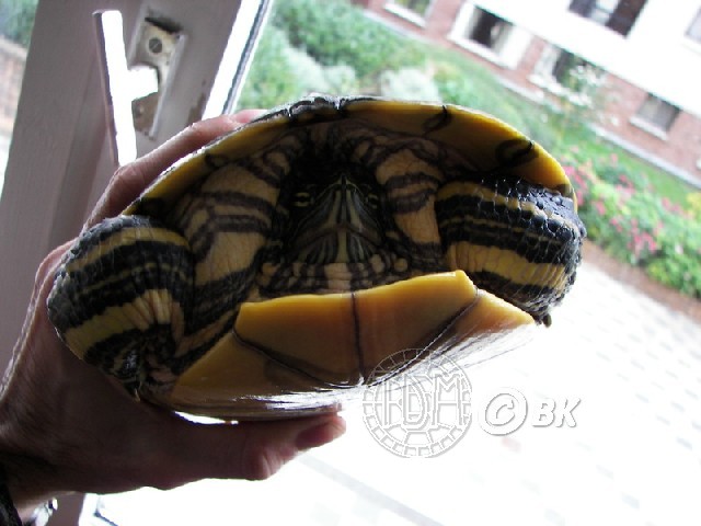 Trachemys emolli Bkemol15