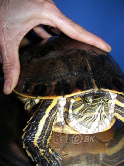 Trachemys emolli Bkemol18