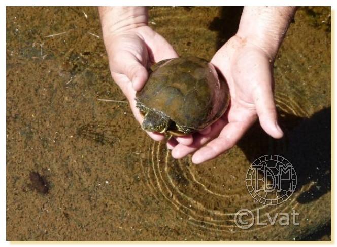Regroupement photo: biotopes naturels & tortues sauvages Clav0610