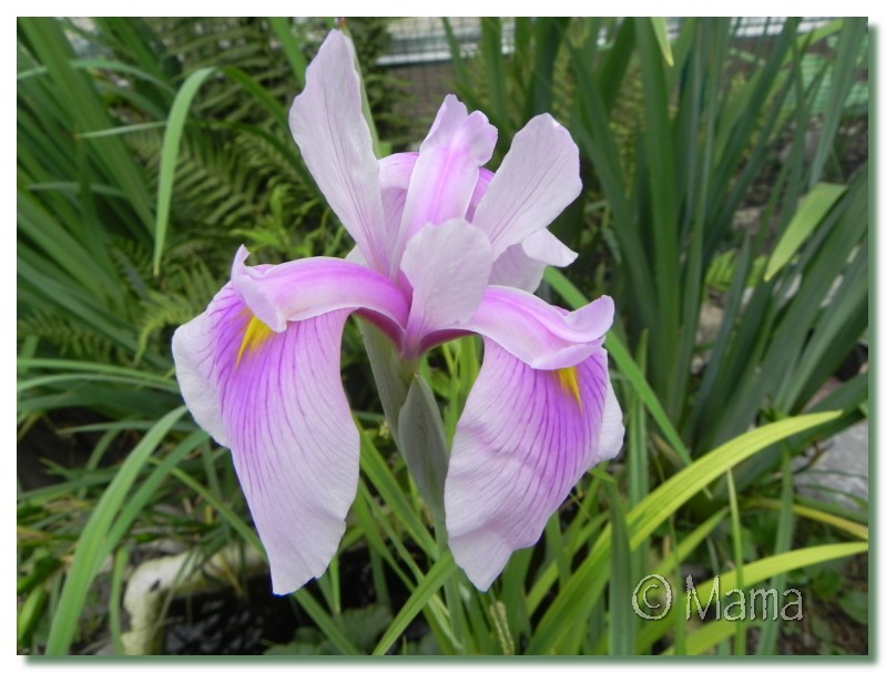 Les iris en fleur Fl3ur012