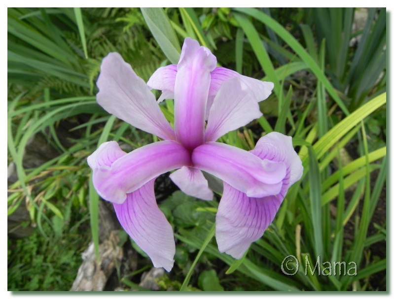 Les iris en fleur Fl3ur013