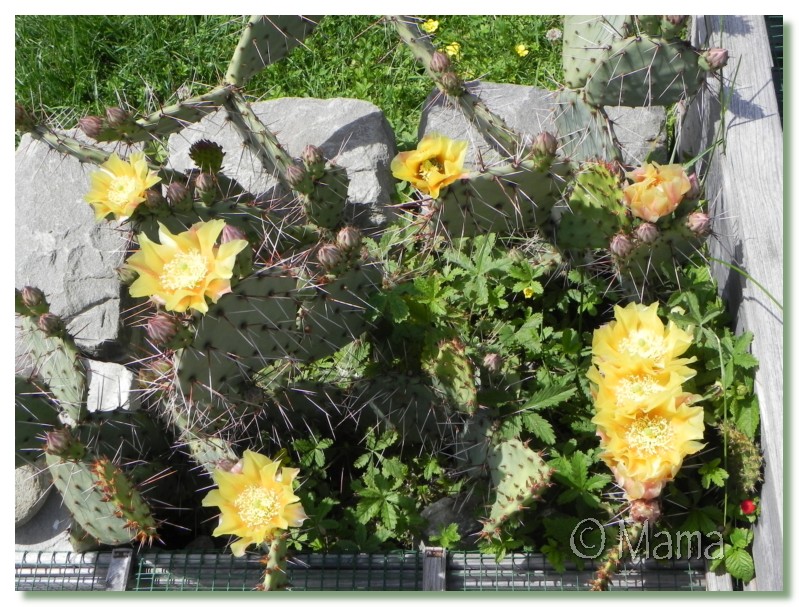 Retirer les épines de cactus ..ficus indica Fleurs10