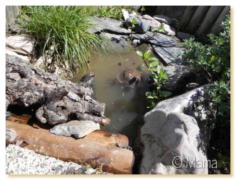 Construction d'un bassin pour tortues palustres Geb0610