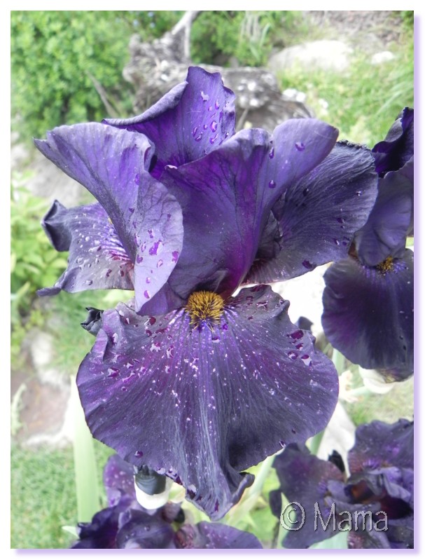 Les iris en fleur Irp0210