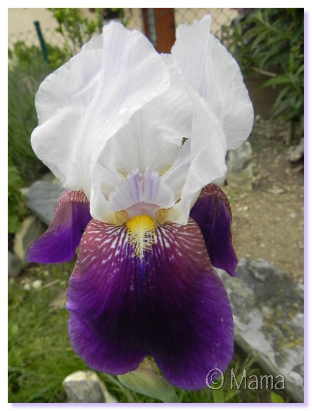 Les iris en fleur Irp0310