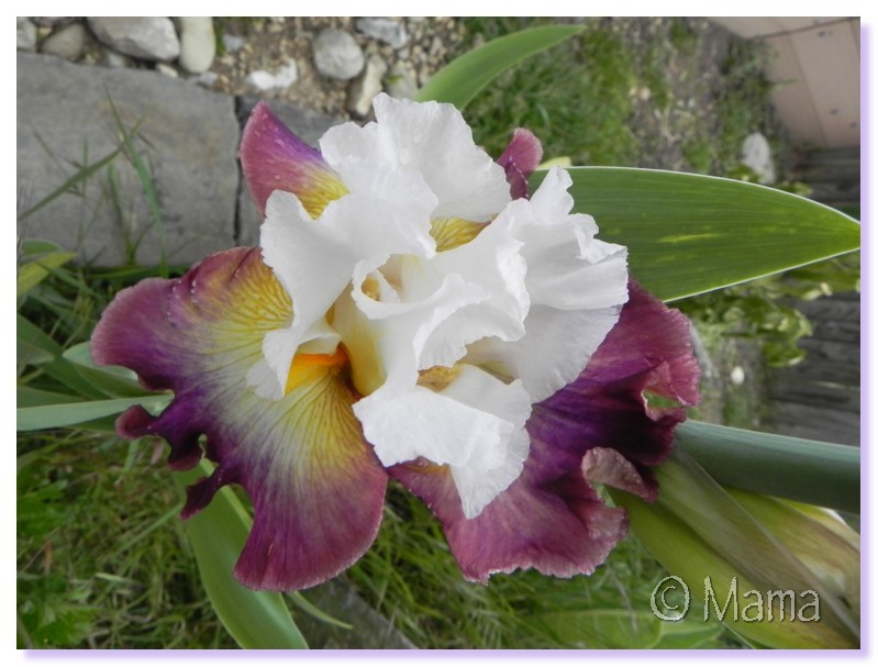 Les iris en fleur Irp0510