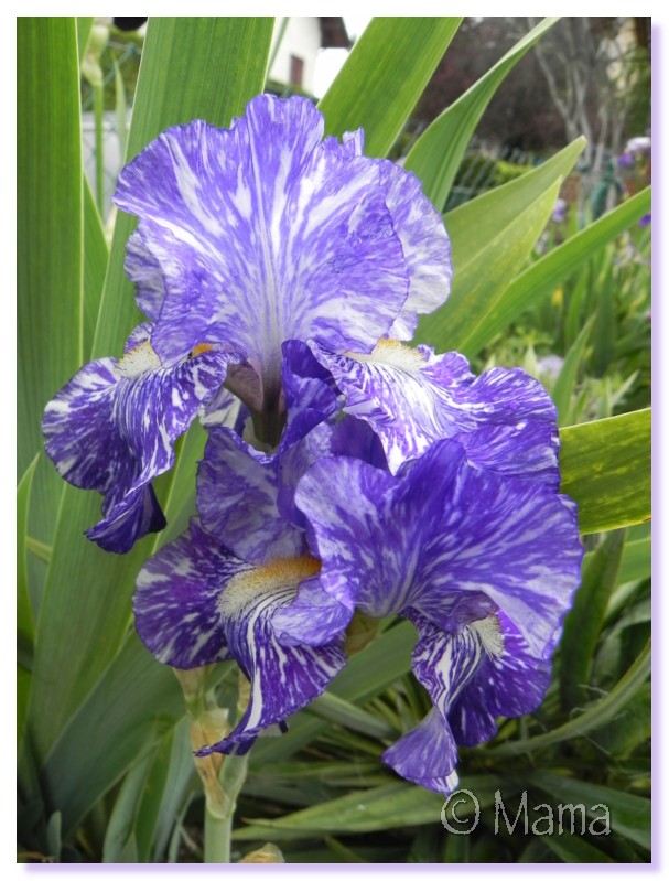 Les iris en fleur Irp0610