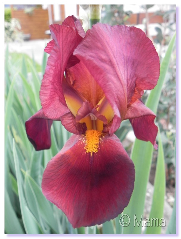 Les iris en fleur Irp0911