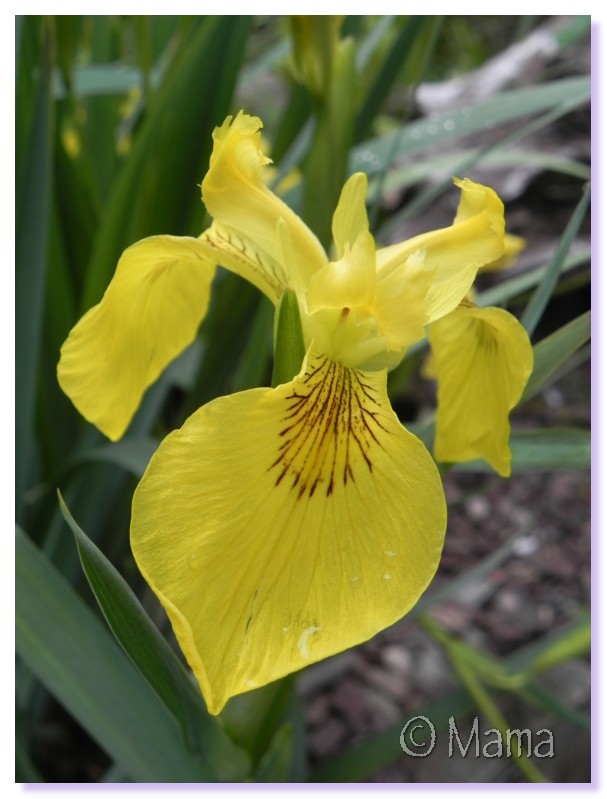Les iris en fleur Irp1011