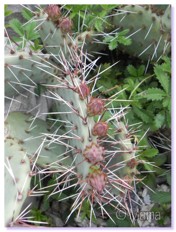 Floraison d'Opuntia Irp1310