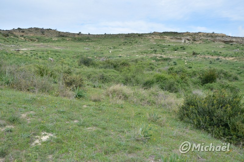 Turquie - Biotope T.ibera Mic0410