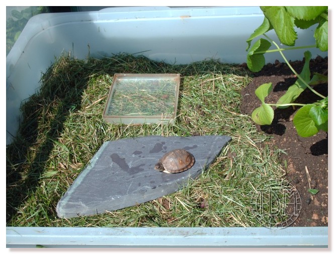 Exemple d'enclos extérieur pour tortues palustres Pardal12