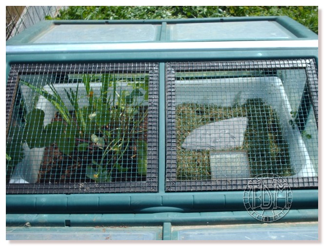 Exemple d'enclos extérieur pour tortues palustres Pardal13
