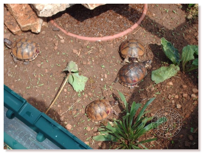 Exemple d'enclos extérieur pour tortues palustres Pardal19