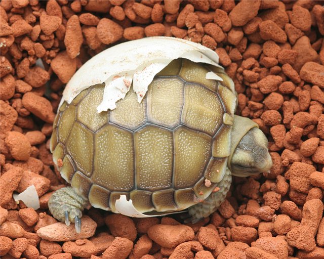 Jeu: quelle est cette tortue ? - Page 19 Totmys10