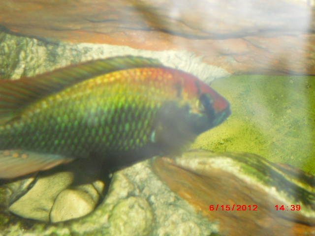 Haplochromis sp Rubi Green Jun_0011