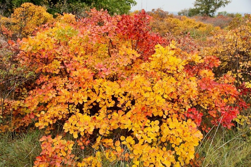 colori d'autunno Img_1422