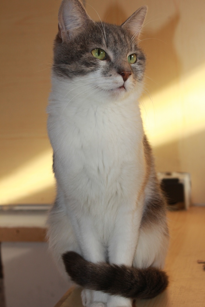 Kitty (YUMI) adoptée le 28.01.12 Img_5415