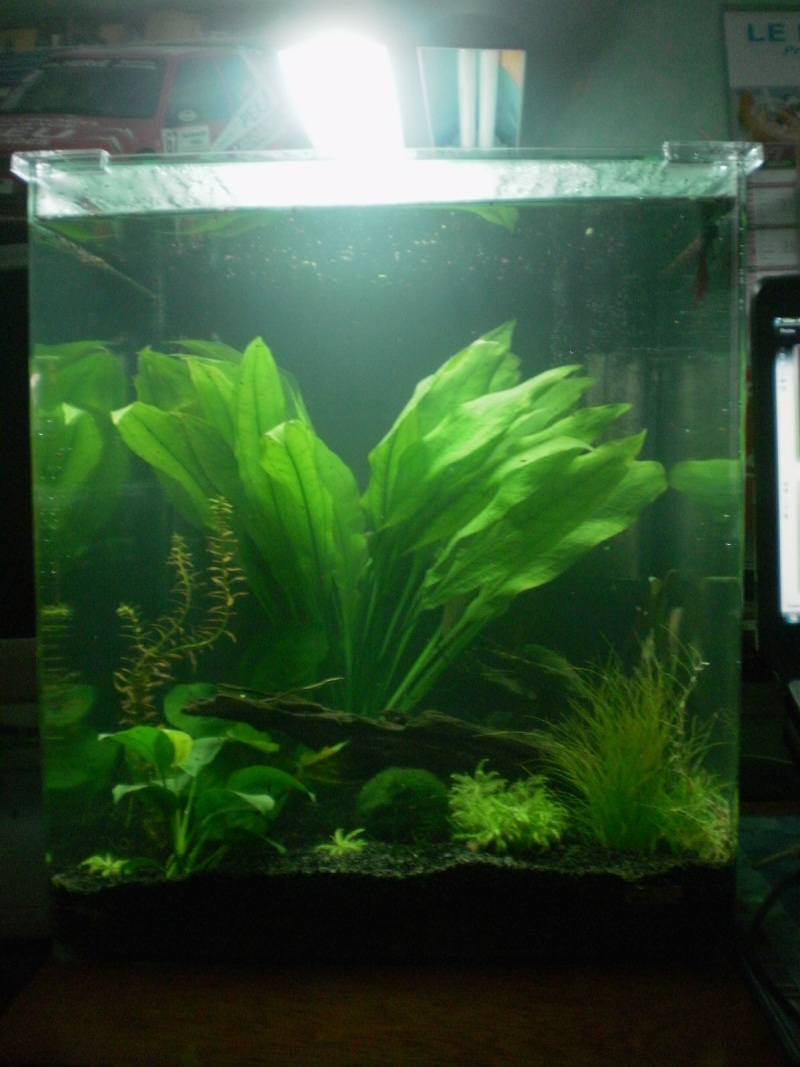 Spécial bettaphiles en studio: liste des aquariums de petite taille (max 30cm) P1010015