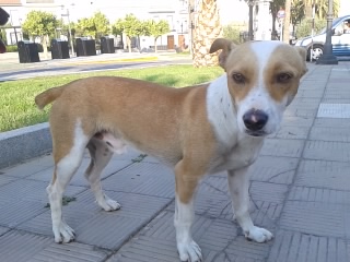 Luppo, magnifique petit chien de 1 an, se trouve dans le Tarn 2012-015