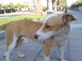 Luppo, magnifique petit chien de 1 an, se trouve dans le Tarn 2012-017